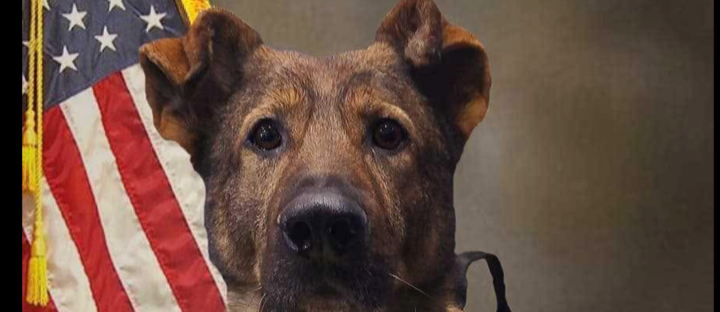 K9 Unos