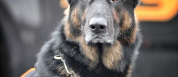 K9 Blackjack